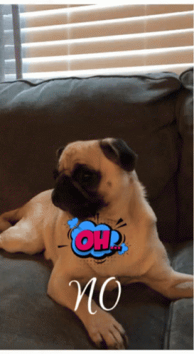 A Pug Dog Laying On A Couch With A Comic Bubble That Says Oh No GIF