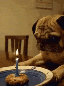 A Pug Dog Laying On A Table Looking At A Birthday Cake With A Lit Candle On It GIF