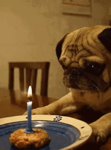A Pug Dog Looks At A Birthday Cake With A Lit Candle GIF