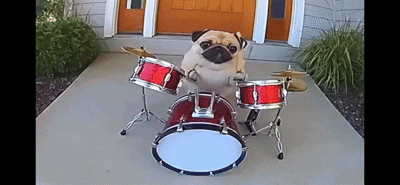 A Pug Dog Playing Drums On A Sidewalk In Front Of A House GIF