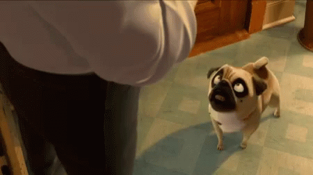 A Pug Dog Standing Next To A Person Looking Up GIF