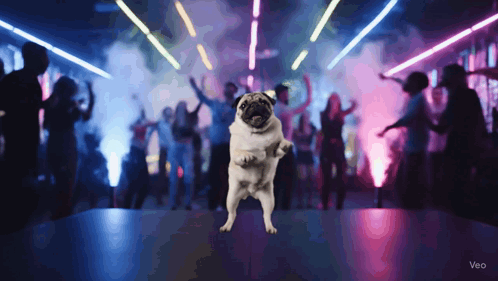 a pug dog stands on its hind legs in front of a crowd of people dancing