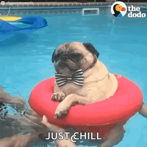A Pug Dog Wearing A Bow Tie Is Floating On A Red Raft In A Pool . GIF
