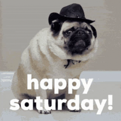 A Pug Dog Wearing A Cowboy Hat Says Happy Saturday ! GIF