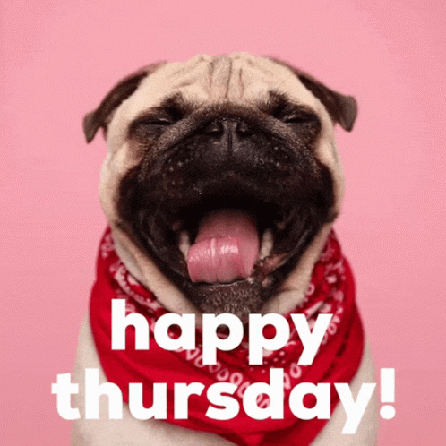 A Pug Dog Wearing A Red Bandana With Its Tongue Out And The Words Happy Thursday Below It GIF
