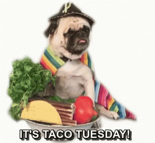 A Pug Dog Wearing A Sombrero Is Sitting In A Bucket Of Taco Tuesday . GIF