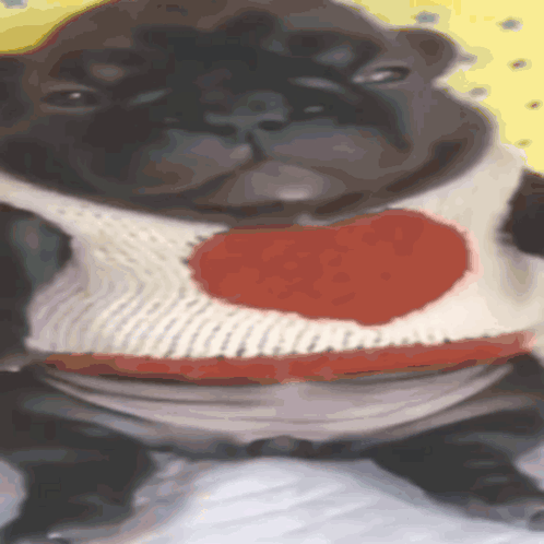 A Pug Dog Wearing A Sweater With A Heart On It GIF