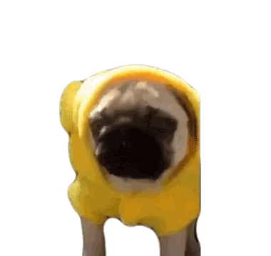 a pug dog wearing a yellow hoodie on a white background
