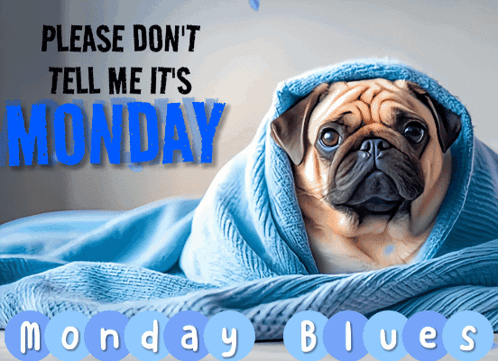 A Pug Dog Wrapped In A Blue Blanket With Monday Blues Written Below GIF