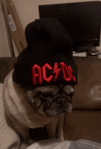 A Pug Wearing A Black Hat That Says Ac Dc On It GIF
