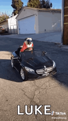 A Pug Wearing A Santa Hat Is Driving A Mercedes GIF