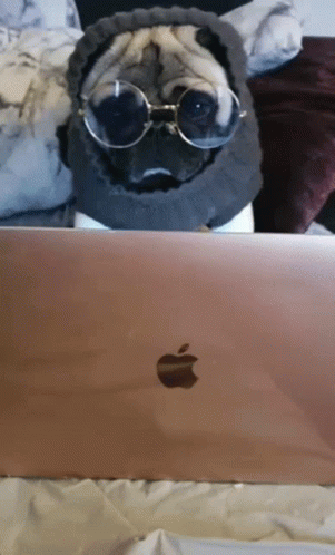 A Pug Wearing Sunglasses Sits In Front Of A Laptop GIF