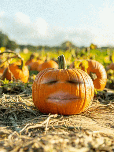 A Pumpkin With A Face Carved Into It In A Field Of Pumpkins GIF