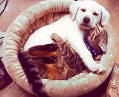A Puppy And A Cat Laying In A Dog Bed GIF