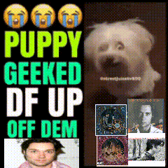 A Puppy Geeked Df Up Off Dem Poster GIF