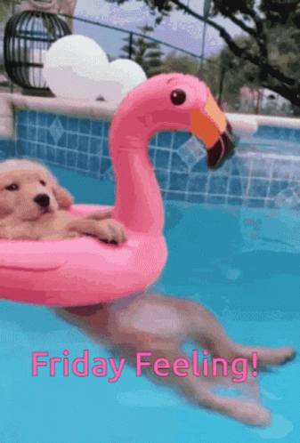 A Puppy In A Pink Flamingo Float In A Pool GIF