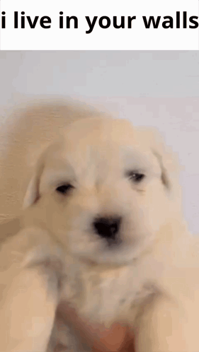 A Puppy Is Being Held In Someone 'S Hand With The Words `` I Live In Your Walls '' Written Above It . GIF