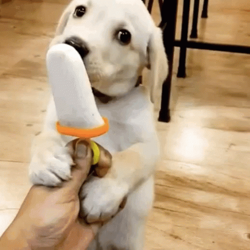 A Puppy Is Eating An Ice Cream Cone From Someone 'S Hand GIF
