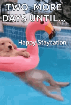 A Puppy Is Floating On A Pink Flamingo Float In A Pool . GIF