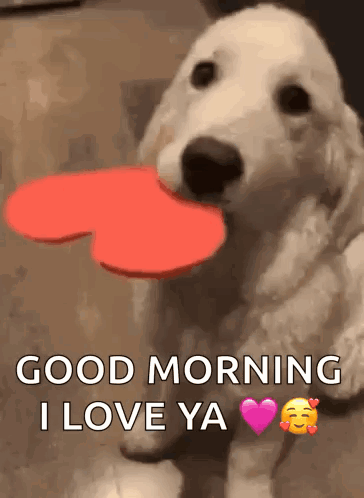 A Puppy Is Holding A Red Heart In Its Mouth And Says Good Morning I Love Ya . GIF