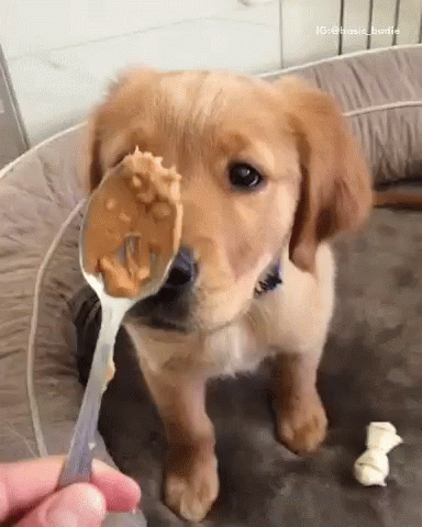 A Puppy Is Holding A Spoon Of Peanut Butter In Its Mouth . GIF