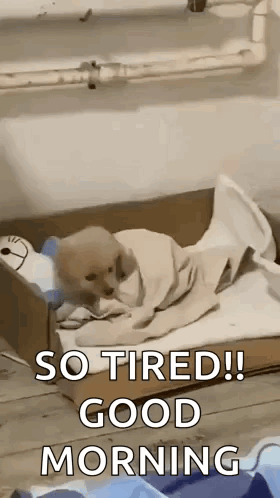 A Puppy Is Laying In A Cardboard Box With A Blanket And A Stuffed Animal . GIF