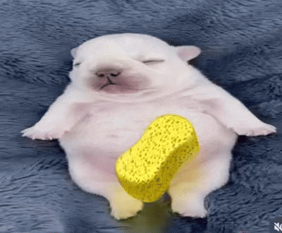 A Puppy Is Laying On A Blue Blanket With A Yellow Sponge On Its Feet GIF