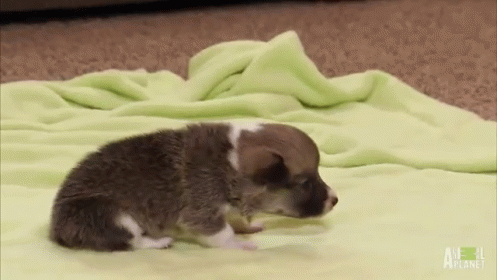 A Puppy Is Laying On A Green Blanket On The Floor . GIF