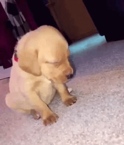 A Puppy Is Laying On The Floor With Its Eyes Closed . GIF