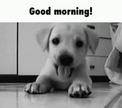 A Puppy Is Laying On The Floor With Its Tongue Out And The Words `` Good Morning '' Written Above It . GIF