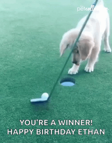 A Puppy Is Playing Golf On A Golf Course And Getting Ready To Hit The Ball Into The Hole . GIF