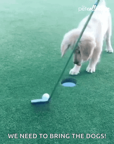A Puppy Is Playing Golf On A Golf Course While Holding A Golf Club . GIF