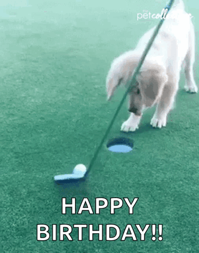 A Puppy Is Playing Golf On A Golf Course With A Happy Birthday Message . GIF