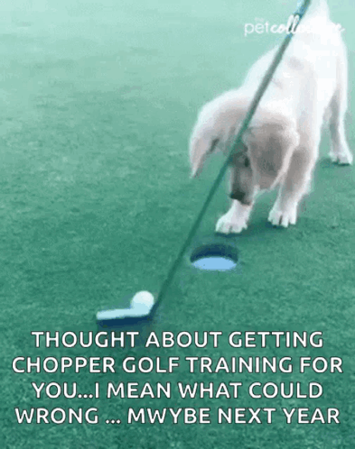 A Puppy Is Playing Golf On A Green With A Caption About Getting Chopper Golf Training For You .. GIF