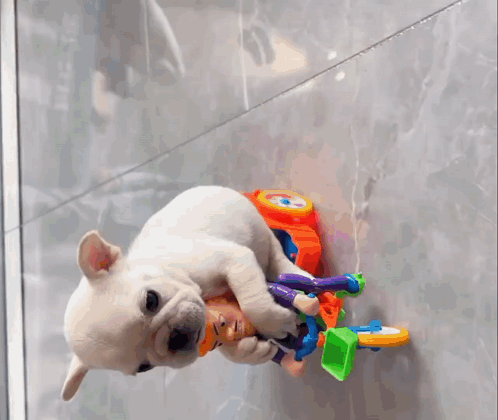 A Puppy Is Playing With A Toy Bicycle On A Tiled Floor GIF