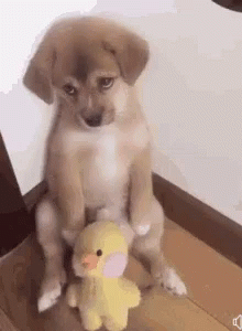 A Puppy Is Sitting Next To A Stuffed Duck On A Wooden Floor . GIF