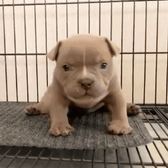 A Puppy Is Sitting On A Mat In A Cage Looking At The Camera . GIF