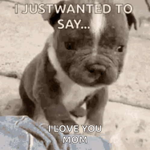 A Puppy Is Sitting On A Person 'S Lap And Says `` I Just Wanted To Say ... I Love You Mom '' GIF