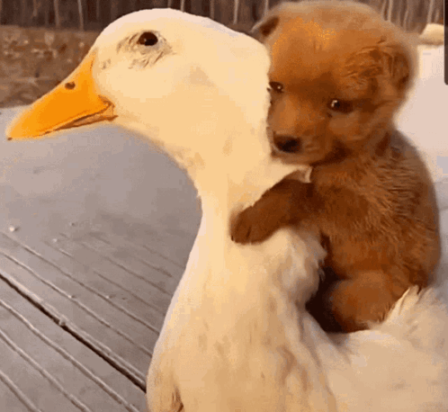 a puppy is sitting on the back of a white duck .