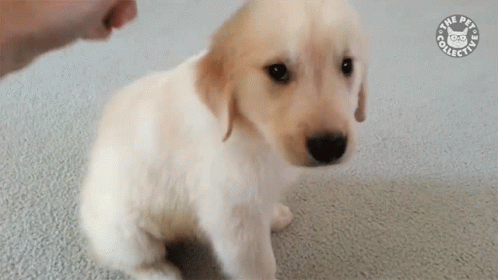 A Puppy Is Sitting On The Floor And Looking At The Camera While Being Petted By A Person . GIF