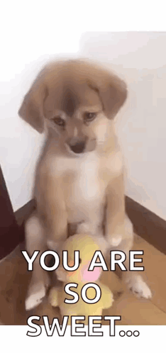 A Puppy Is Sitting On The Floor Next To A Stuffed Animal And Saying `` You Are So Sweet . '' GIF