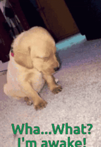 A Puppy Is Sitting On The Floor With The Words " Wha What I 'M Awake " On The Bottom GIF