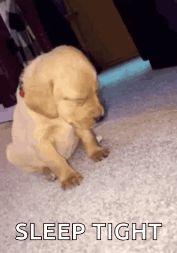 A Puppy Is Sleeping On A Carpet With The Words Sleep Tight Below It . GIF