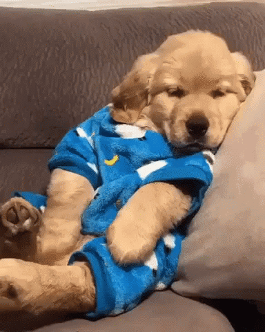 A Puppy Is Sleeping On A Couch Wearing Pajamas . GIF