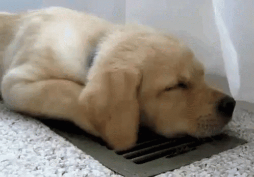 A Puppy Is Sleeping On The Floor Next To A Ventilation Grate . GIF