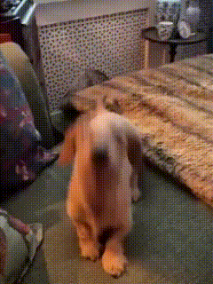 A Puppy Is Standing On Its Hind Legs In A Living Room GIF