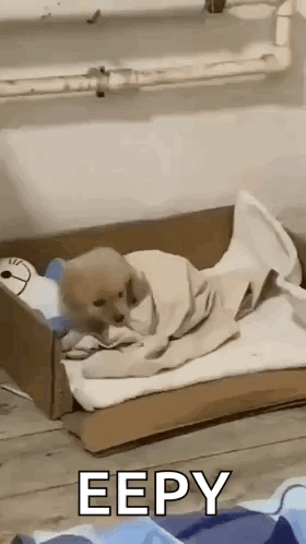 A Puppy Is Wrapped In A Blanket And Sitting In A Cardboard Box . GIF
