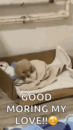 A Puppy Is Wrapped In A Blanket In A Cardboard Box And Says `` Good Morning My Love ! '' GIF