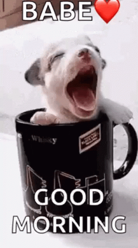 A Puppy Is Yawning In A Coffee Mug With The Words `` Babe Good Morning '' . GIF