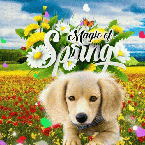 A Puppy Laying In A Field Of Flowers With The Words Magic Of Spring Above It GIF
